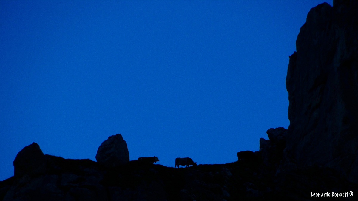 Sas Morin, mucche in silhouette