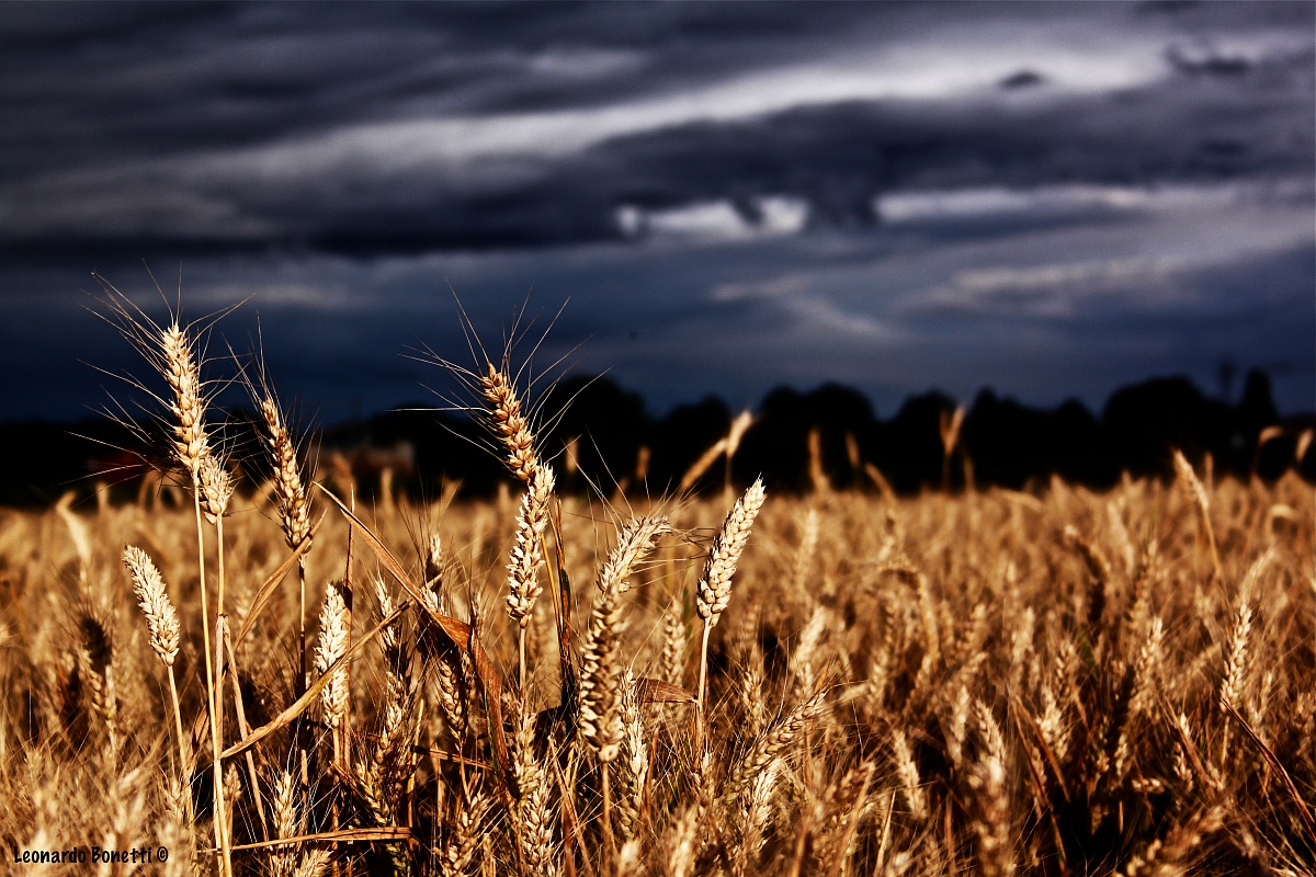Campo di grano campagna reggiana