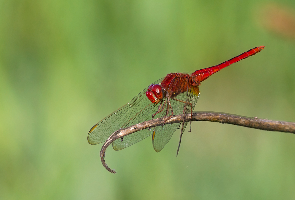 Dragon Fly
