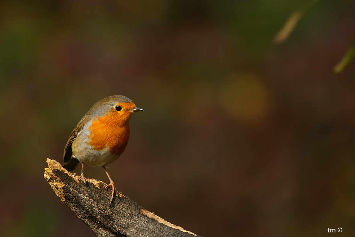 Robin