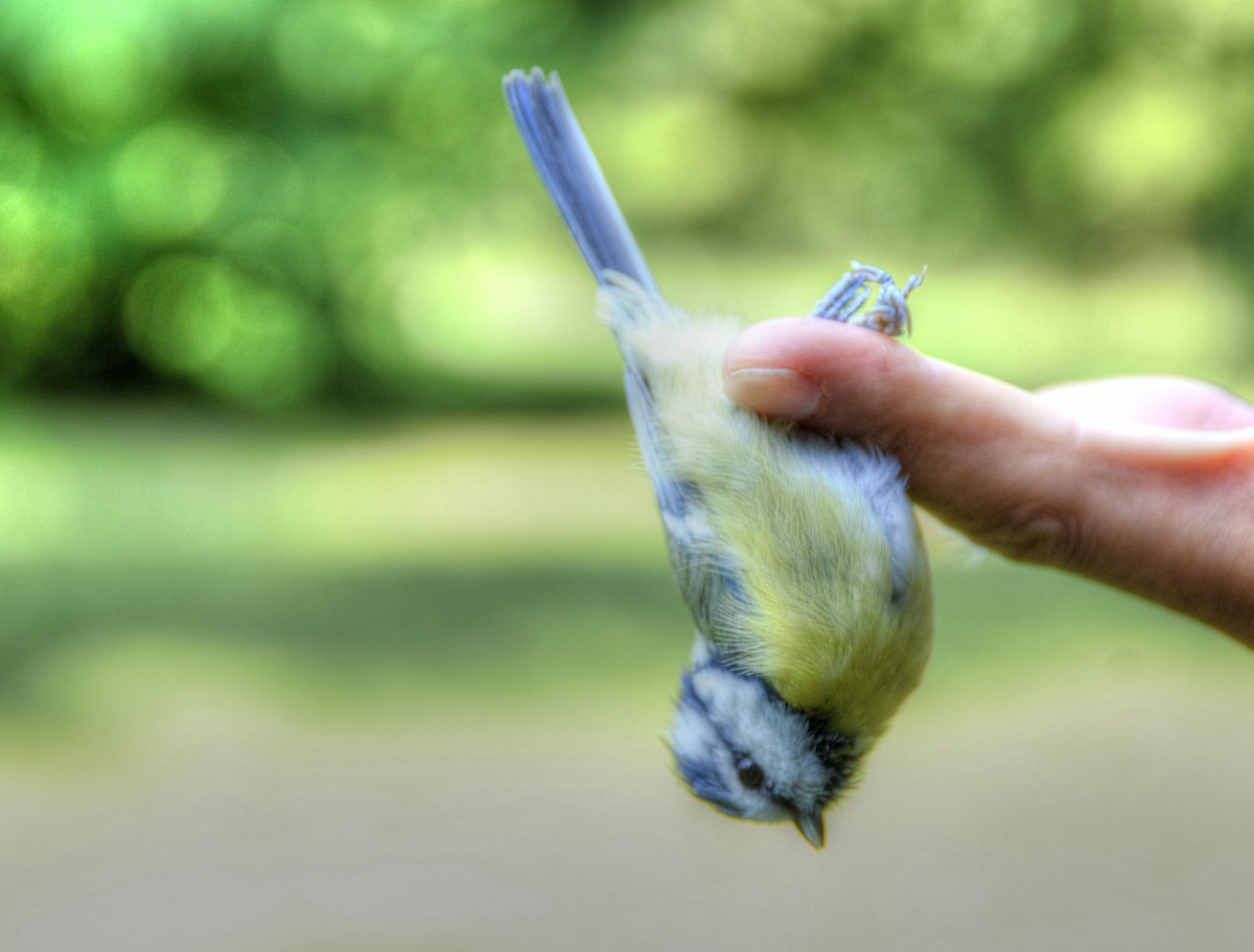 Cinciarella (Parus caeruleus)