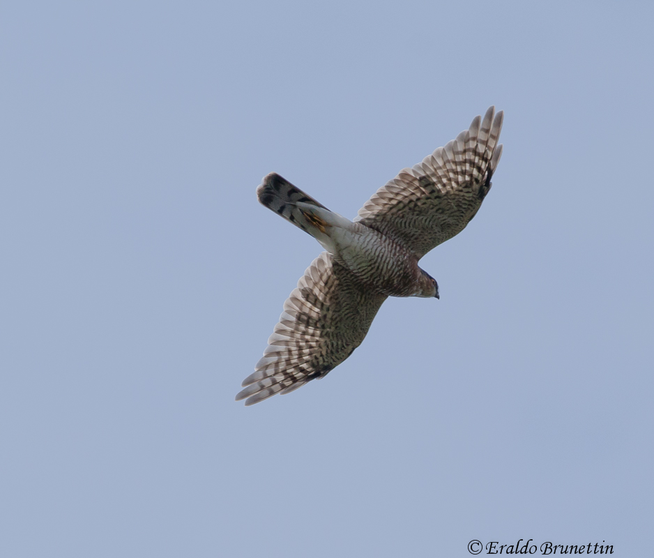 Sparrowhawk (Accipiter nisus)
