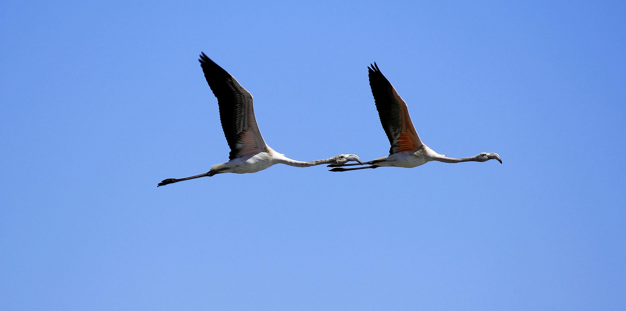 Vendicari (sr) Flamingo