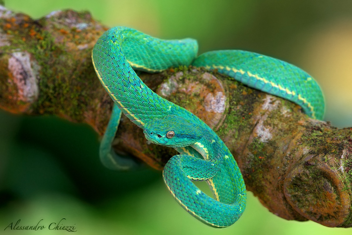 Green palm pitviper