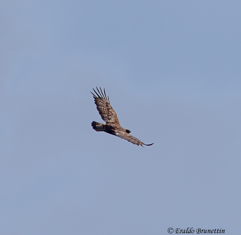 Golden Eagle (Aquila crysaetos)