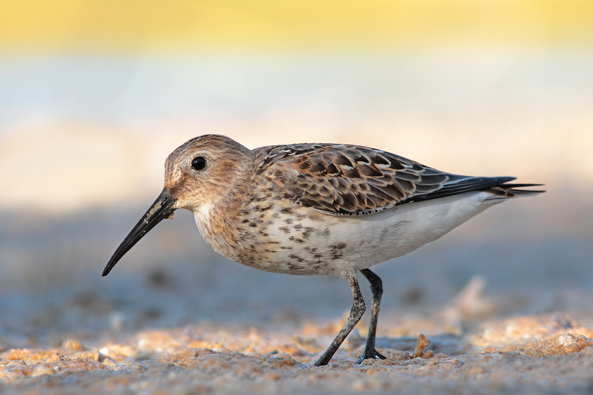 Dunlin