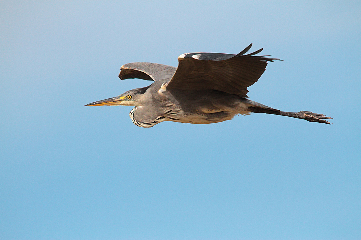 Grey Heron