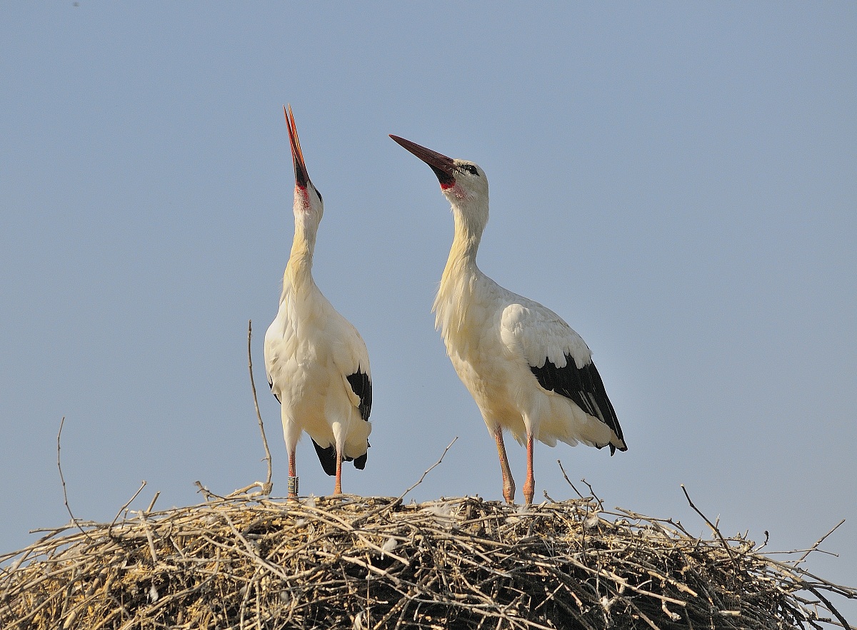 storks ...