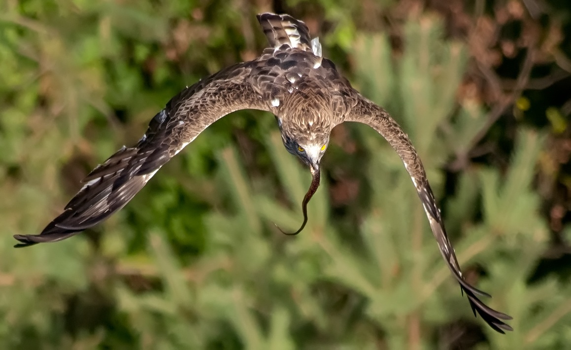 Toed Eagle with snake
