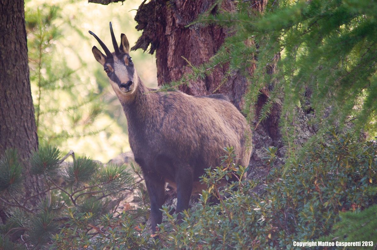 Chamois (Rupicapra Rupicapra)