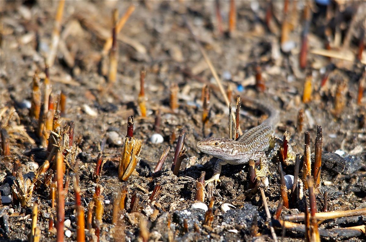 Lucertola splendidamente ambientata -