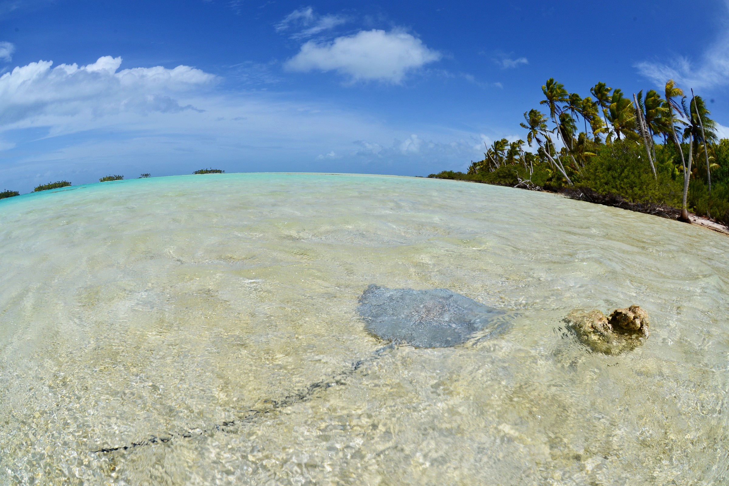 Blue Lagoon Rangiroa