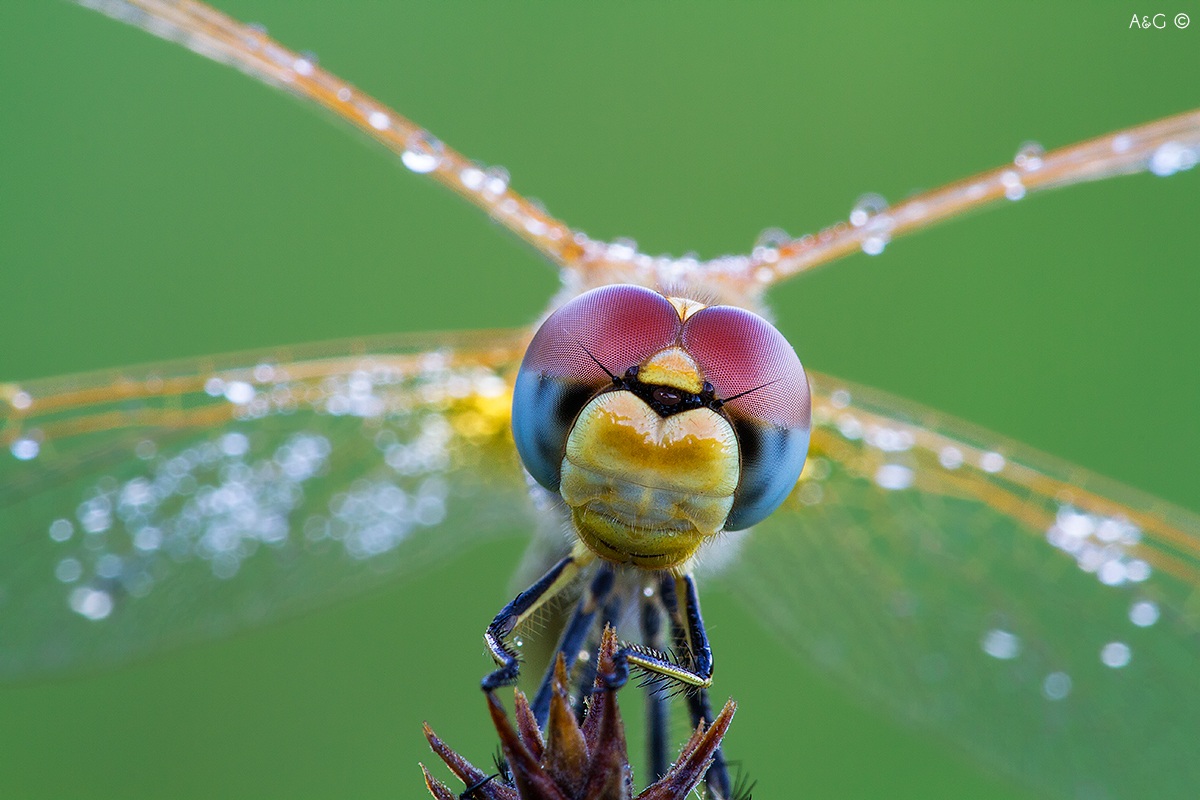 Sympetrum closely
