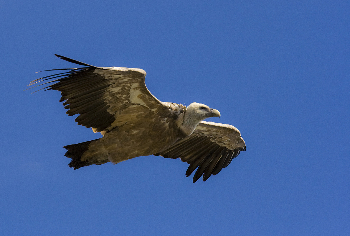 raising the crest pardon my head