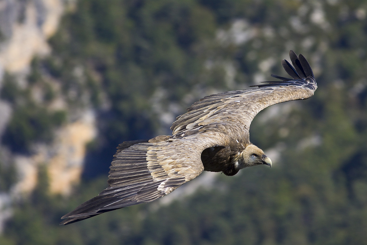 rising from the throat