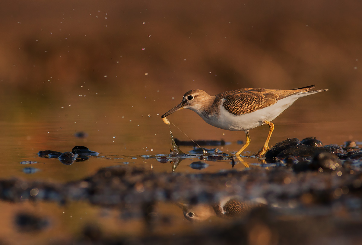 Piro Piro Piccolo all'alba