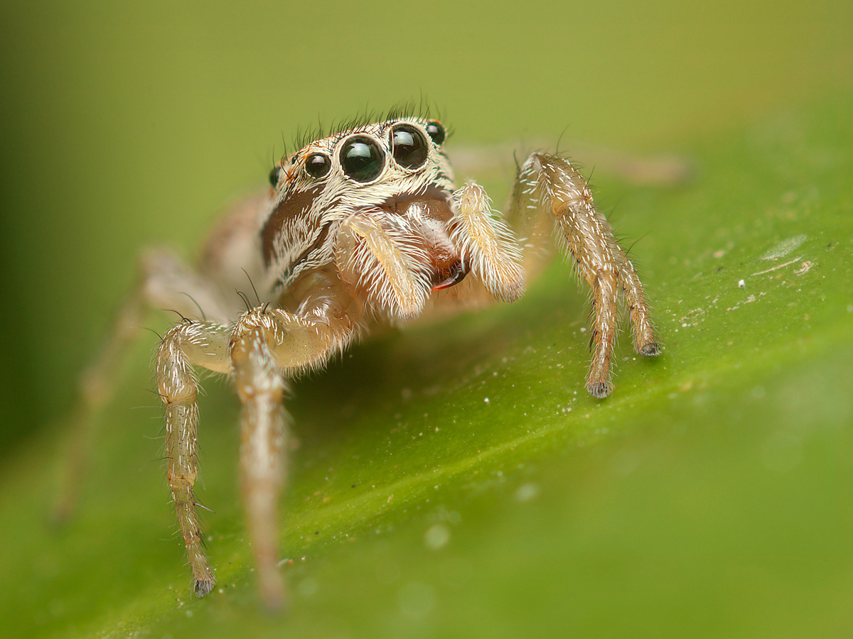 Icius hamatus (femmina)