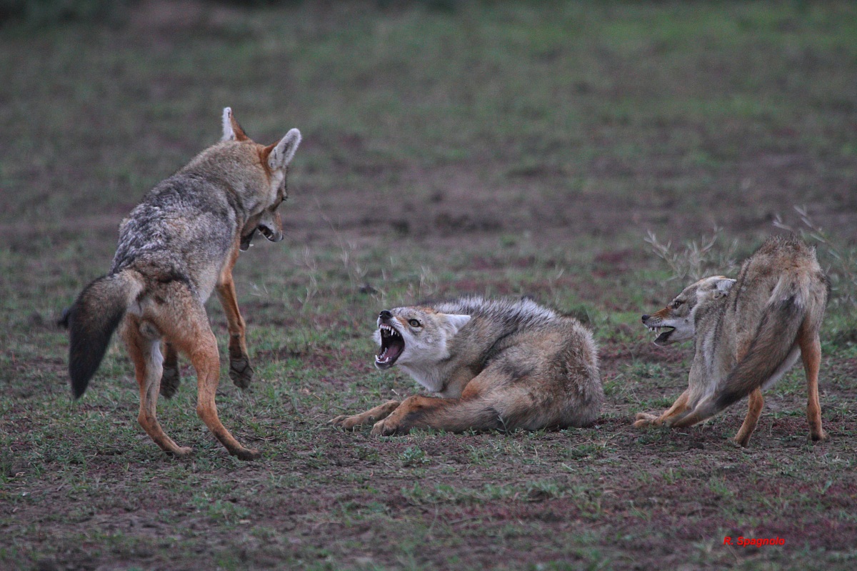 Jackals