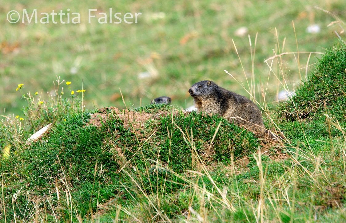 Il pisolino della marmotta