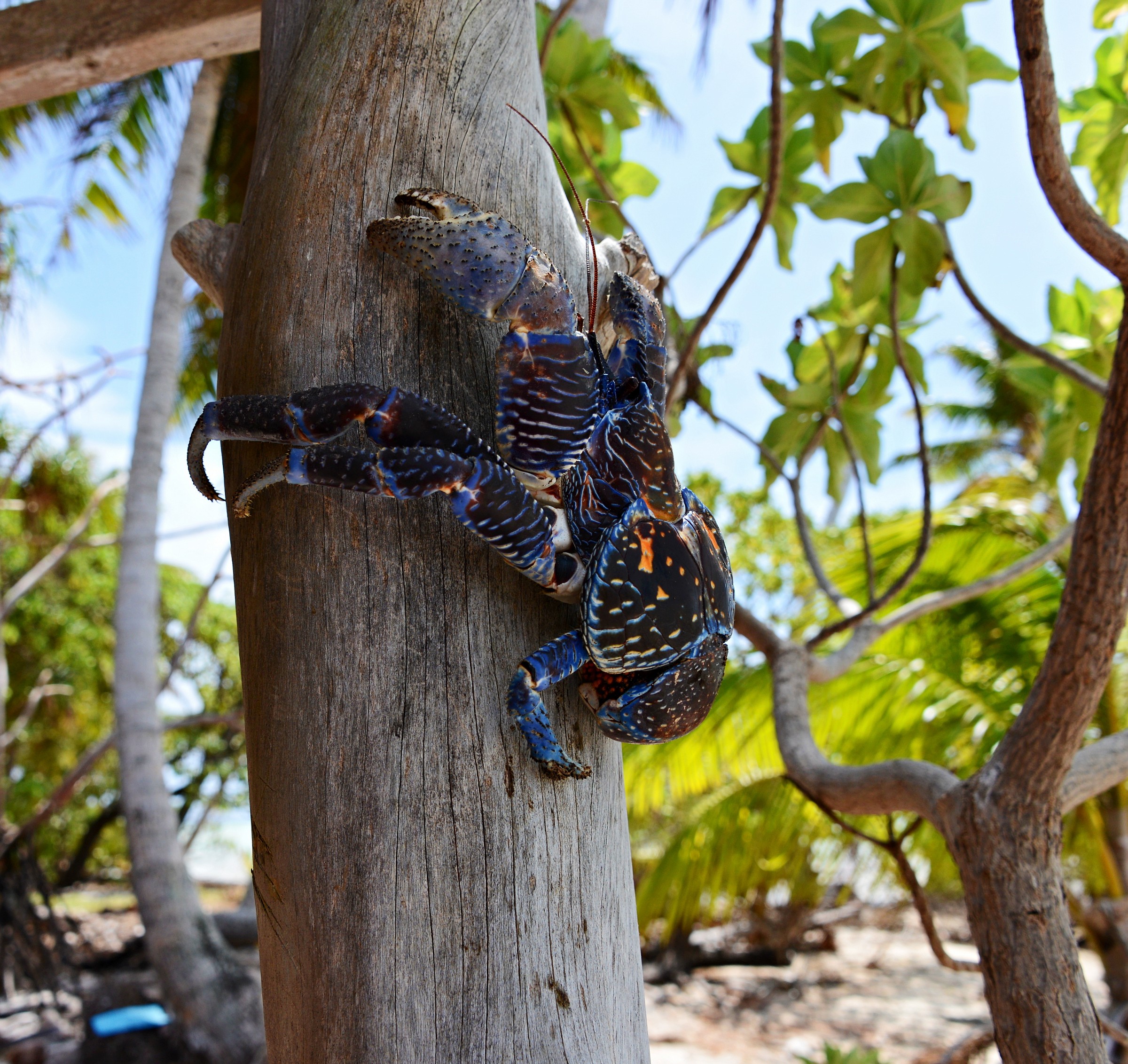 Coconut Crab
