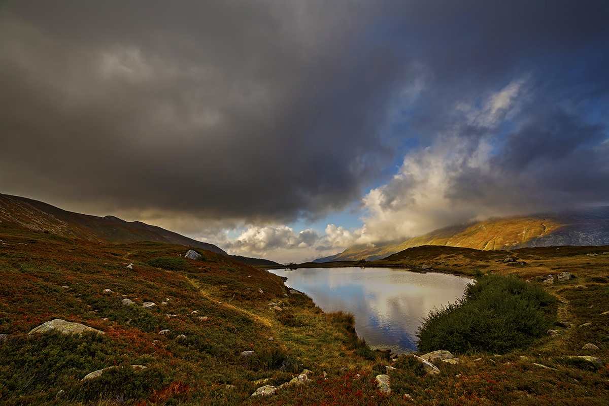 All colors Bargetana