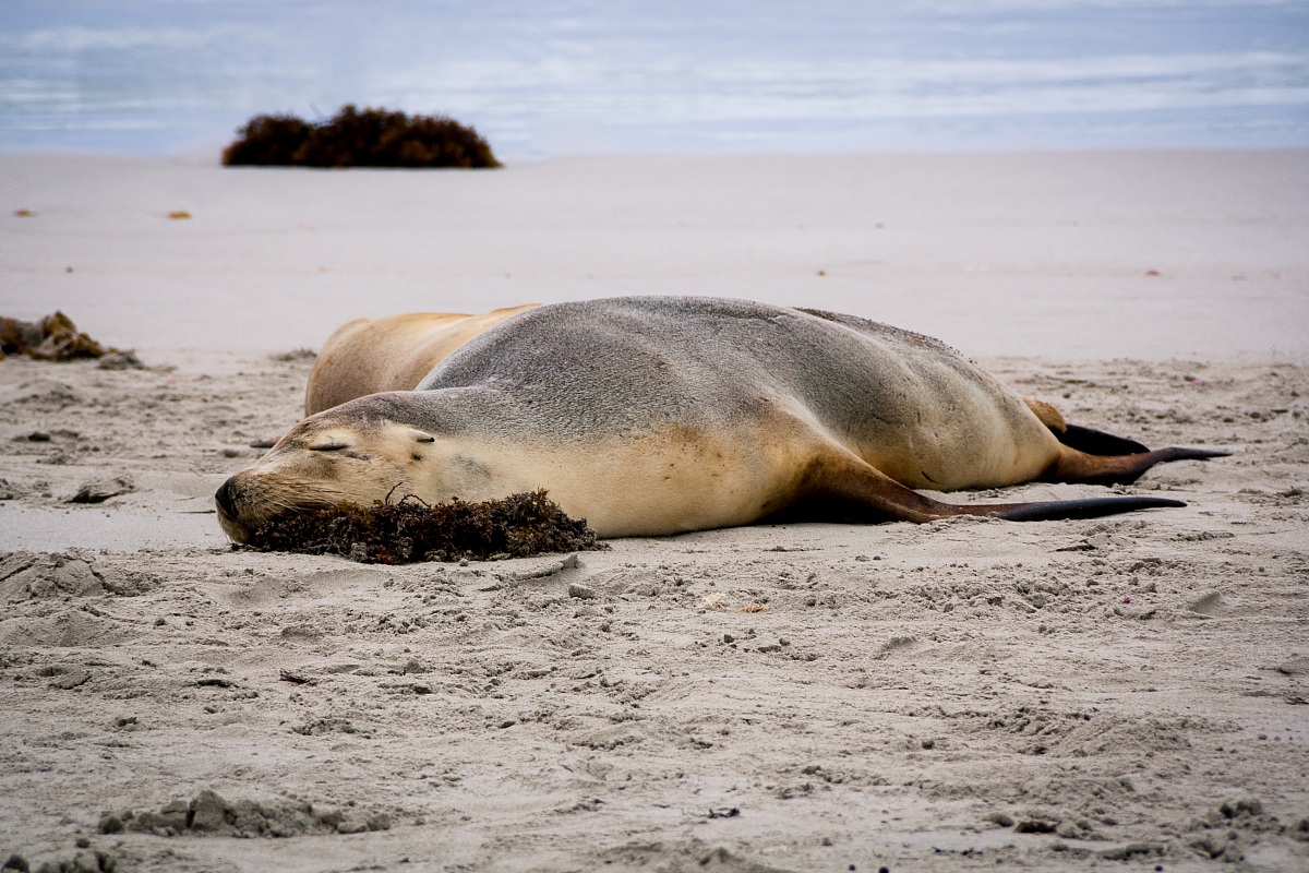 Australian Sea Lion