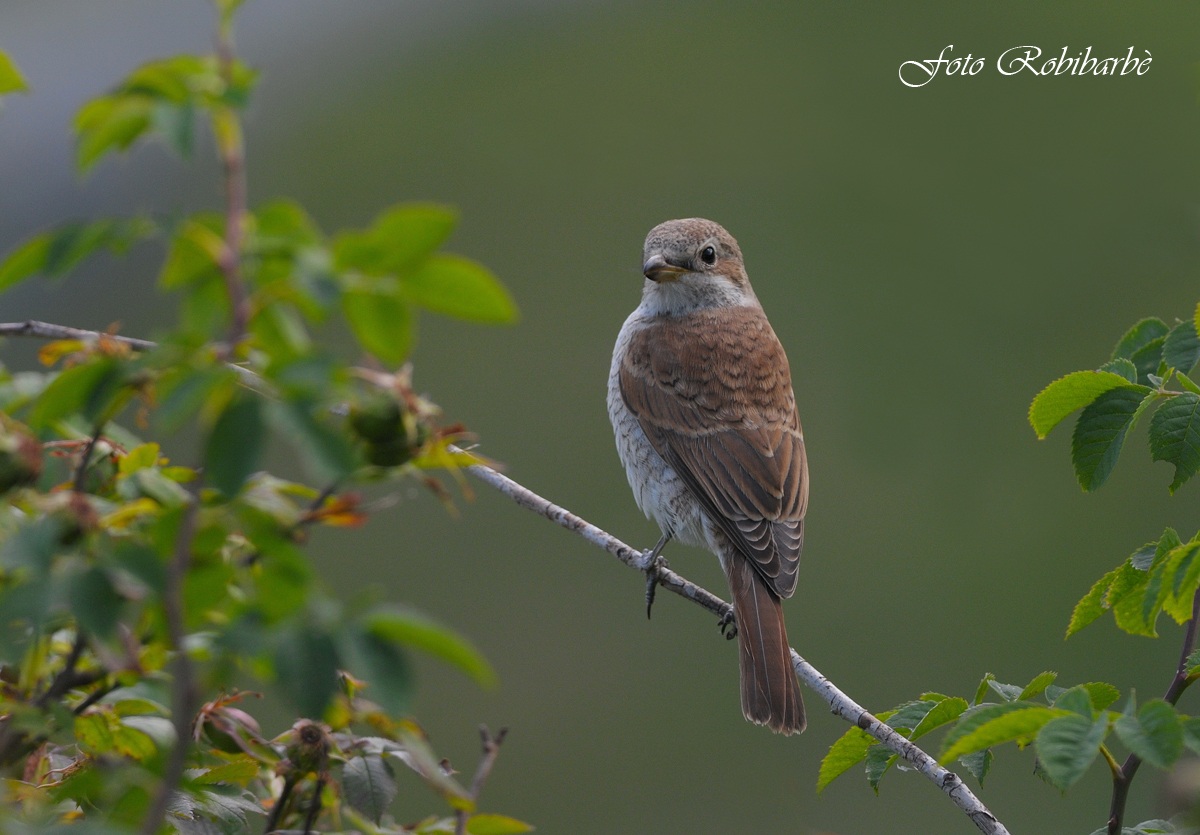 Averla piccola .......