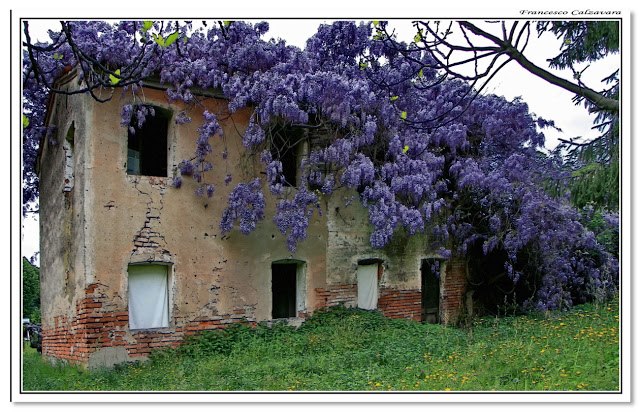 Wisteria cottage on