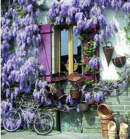 WINDOW between Wisteria
