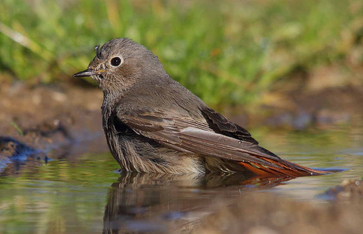 Codorosso chimney sweep