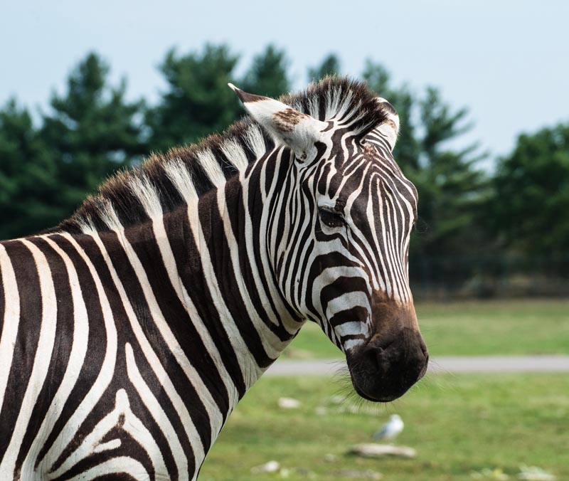 Zebra
