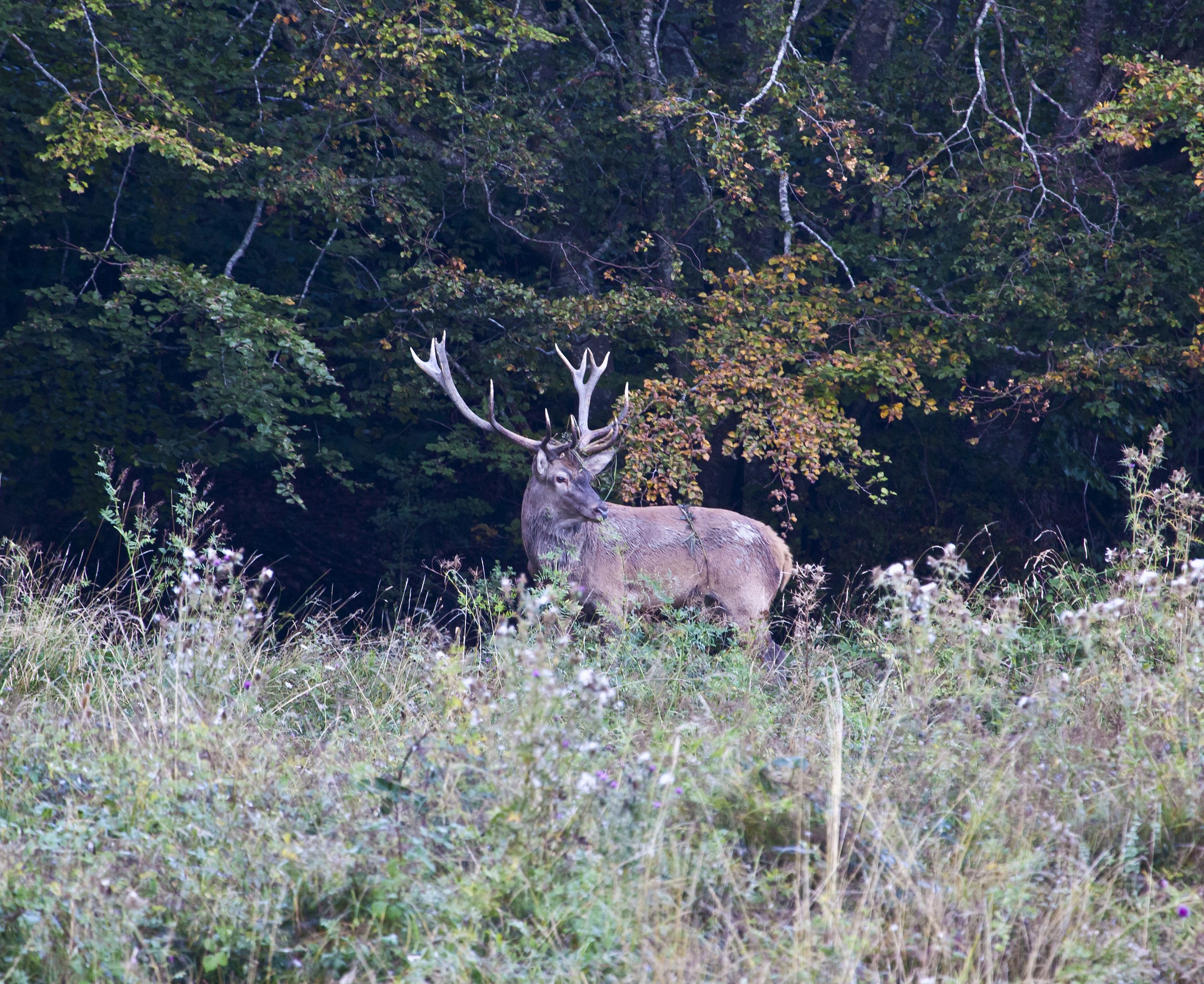 Cervo delle foreste Casentinesi