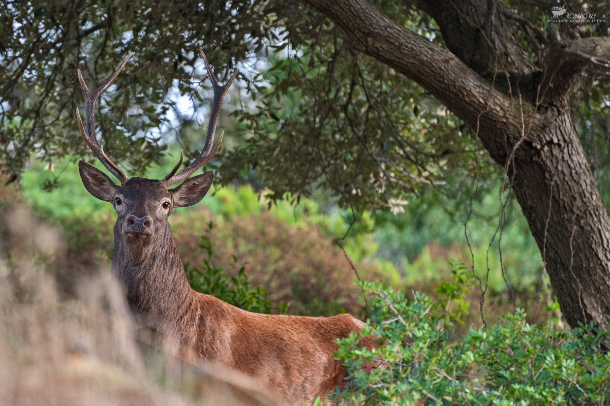 Sardinian deer