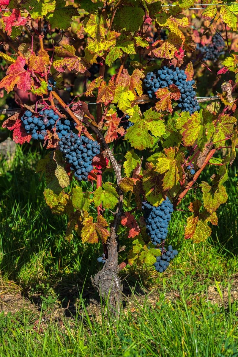 2013 will be a good millesime?