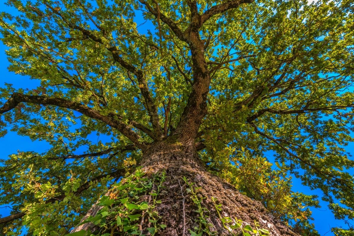 Your Majesty the Oak