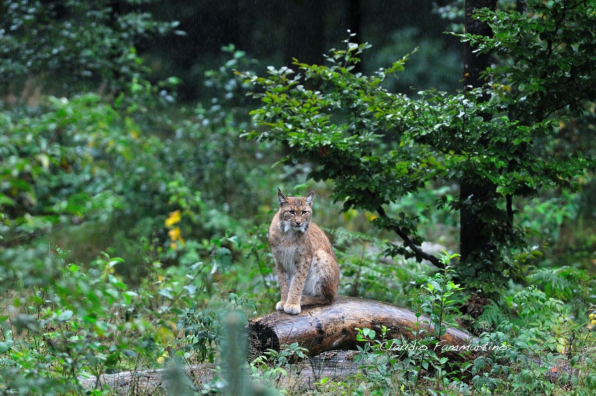 Lince sotto la pioggia