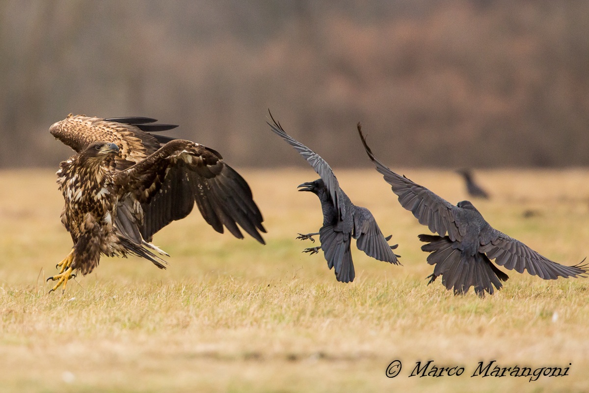 adesso vengo a prendervi!