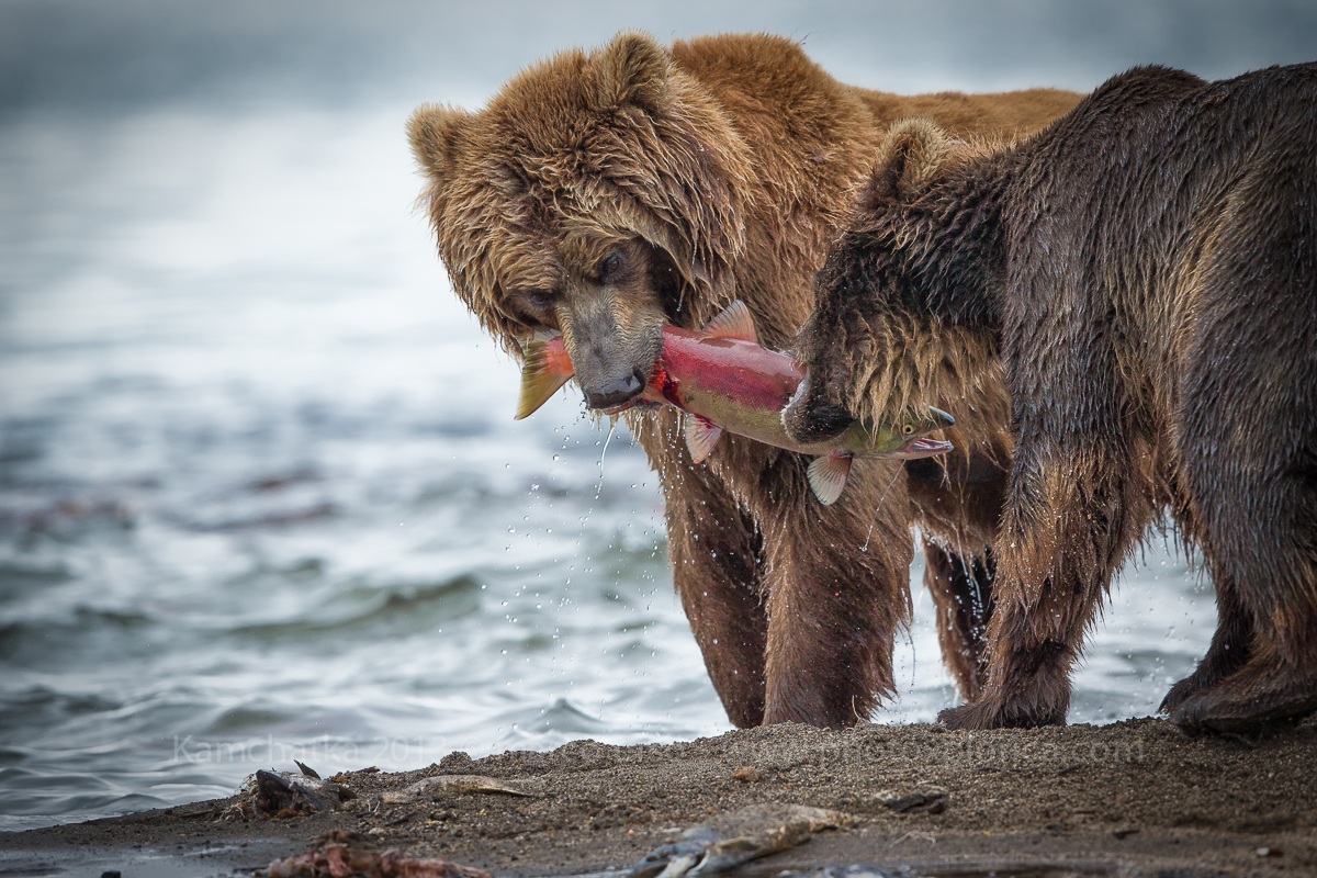 Kamchatka 2013 - La contesa