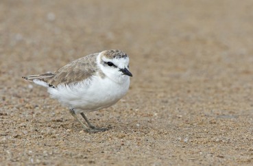 Charadrius marginatus