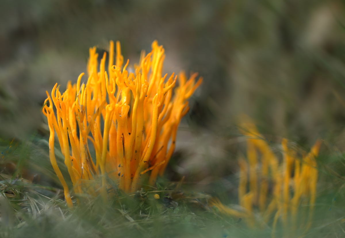 Calocera viscosa