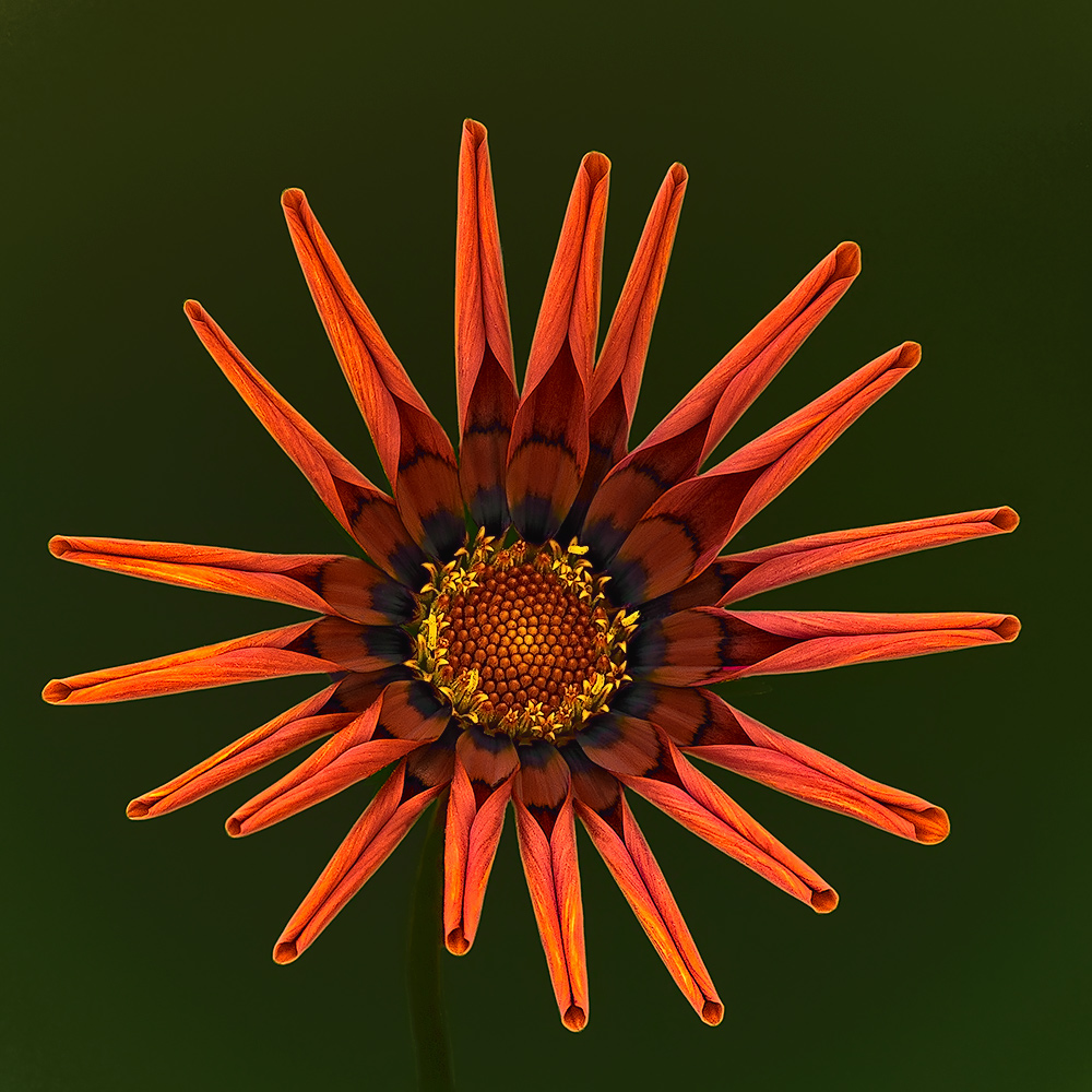 Il vestito elegante delle Gazania