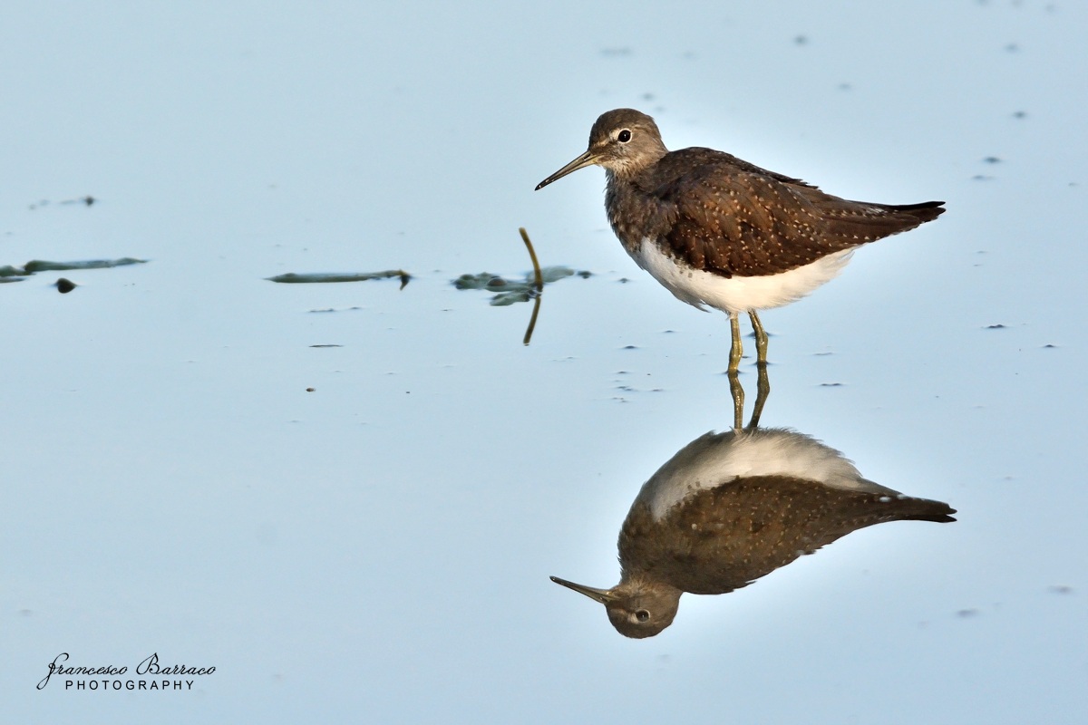Wood Sandpiper