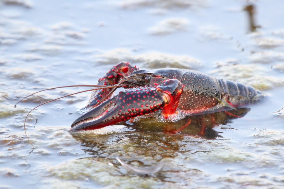 Freshwater lobster 2