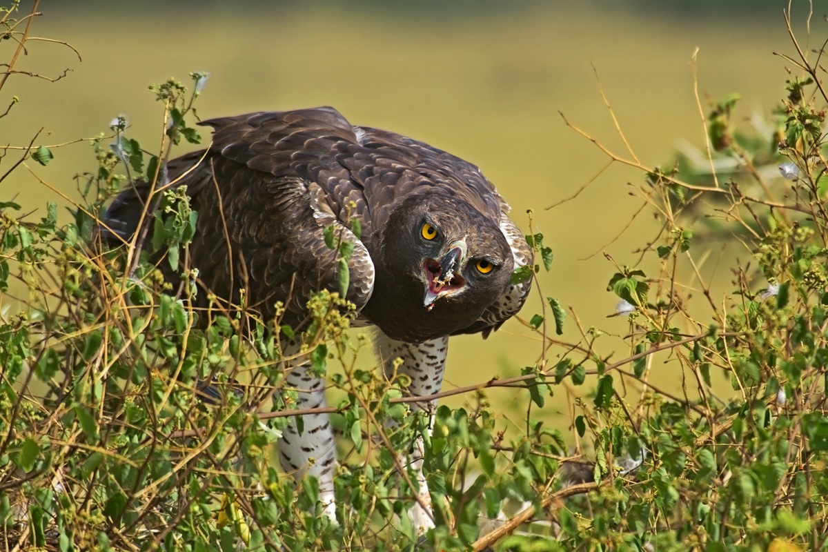 Il grido dell' aquila