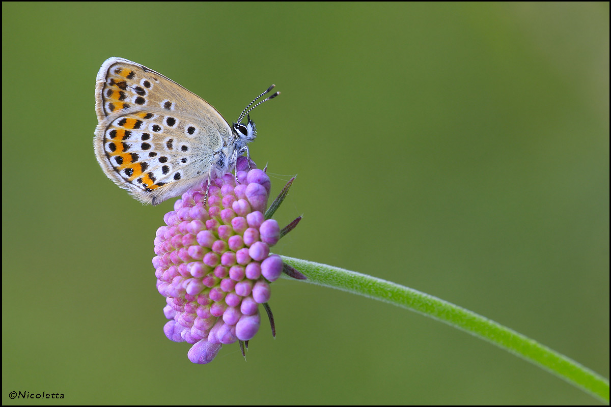 Aricia Agrestis