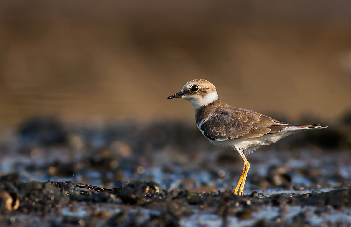 Corriere piccolo juv