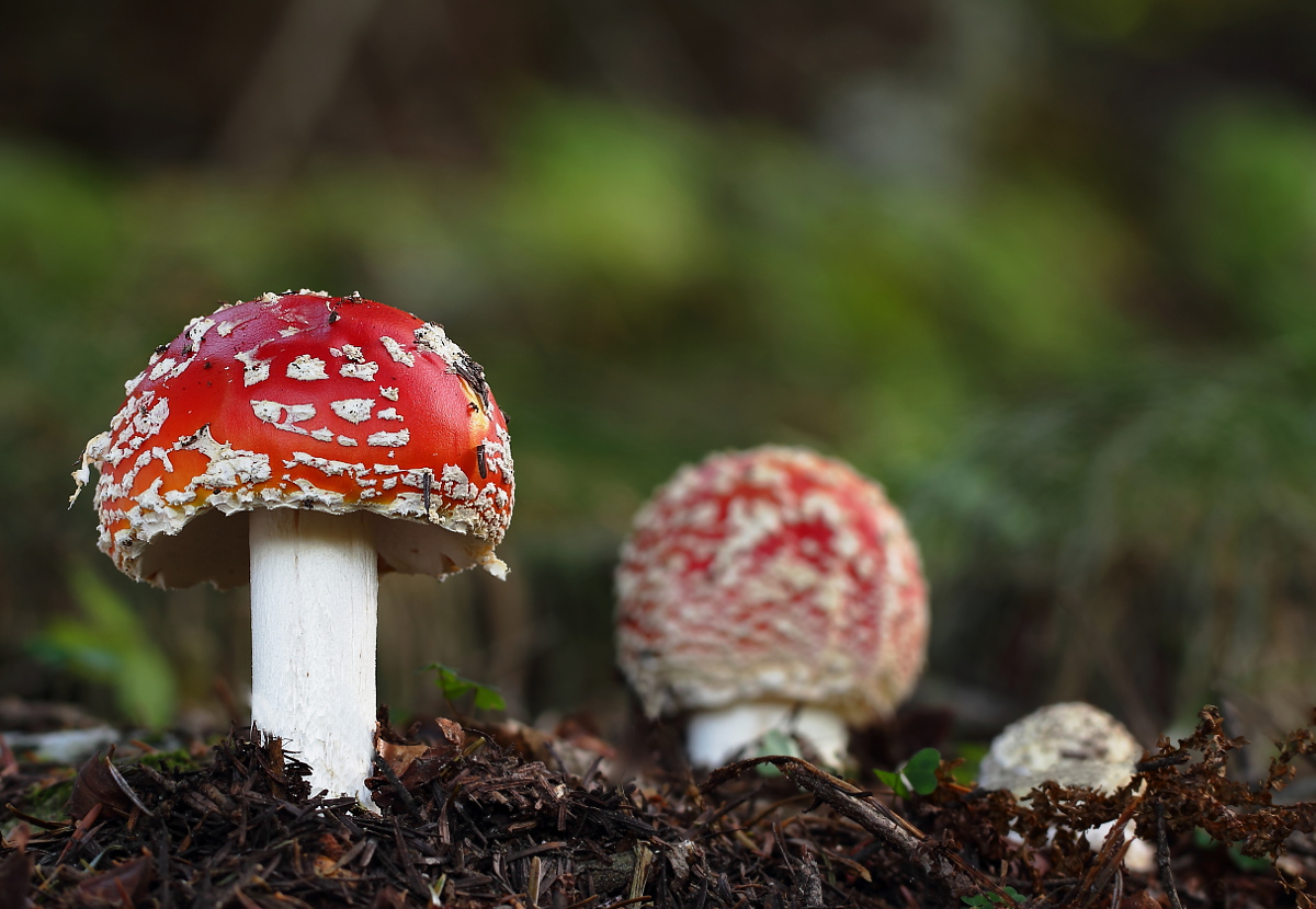 Amanita muscaria