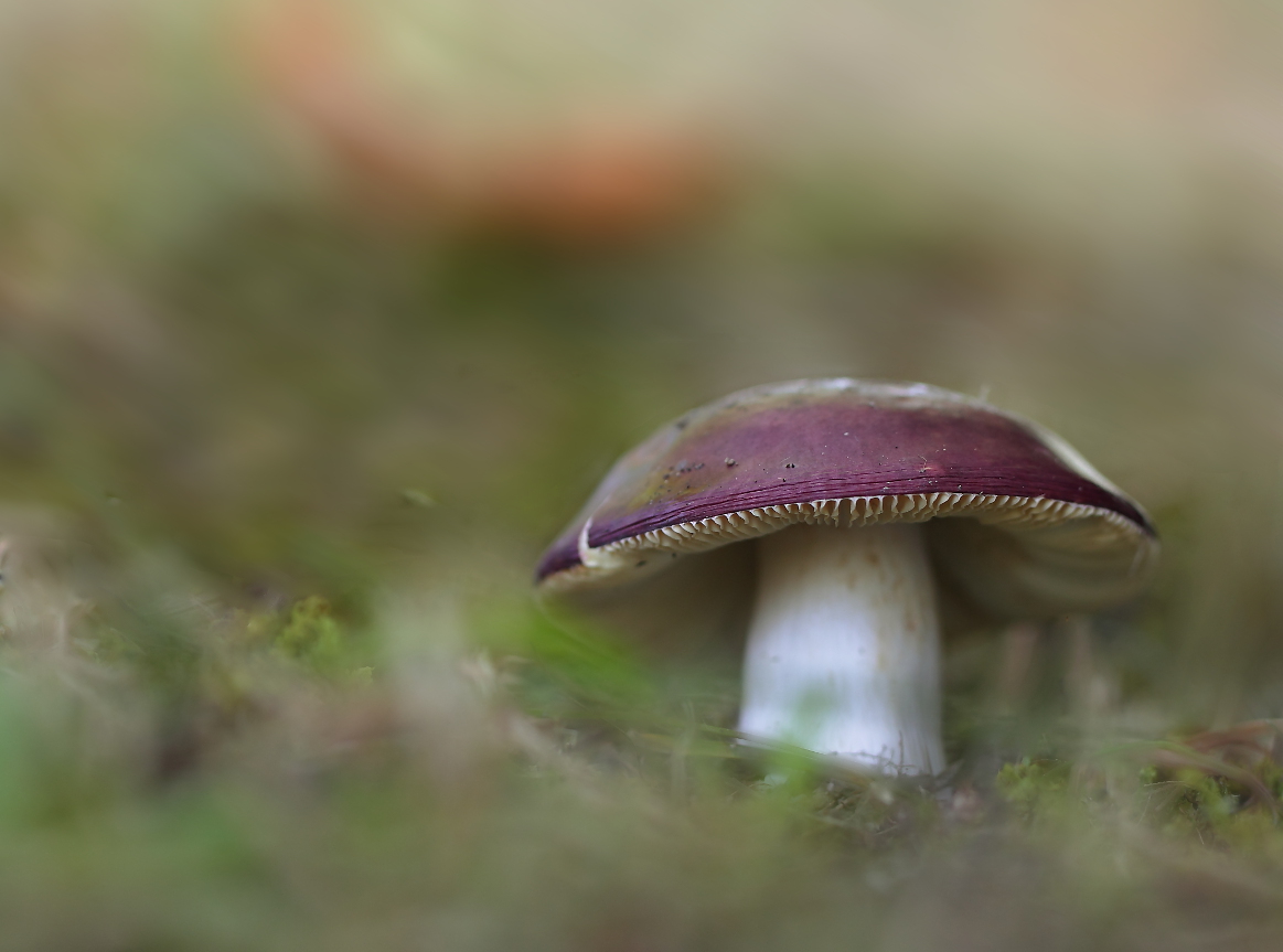 Russula sp