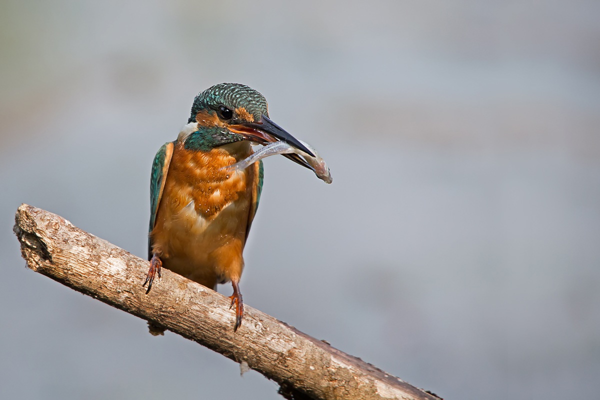 Kingfisher (Alcedo atthis)