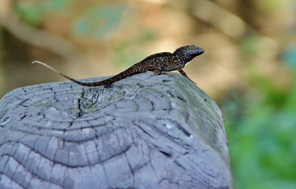 In Florida anche le lucertole sono strane!